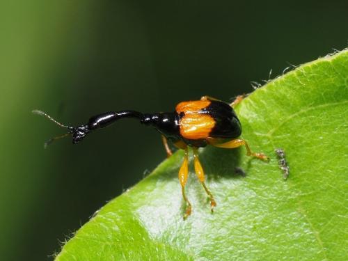 Madagasocycnelus humeralis